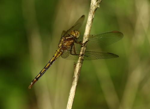 Réf. 288 208 : Orthetrum coerulescens